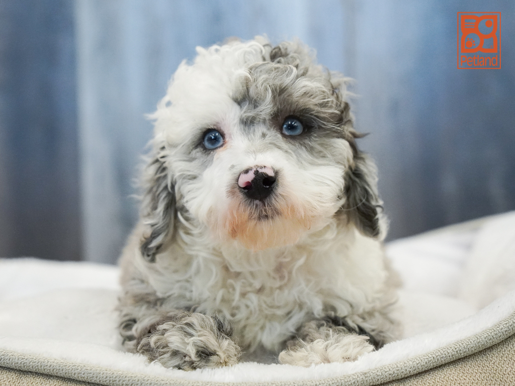 Poodle Image #1