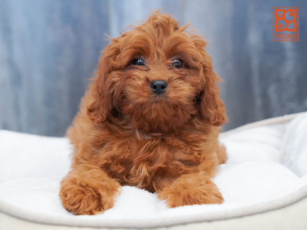 Cavapoo Image #1