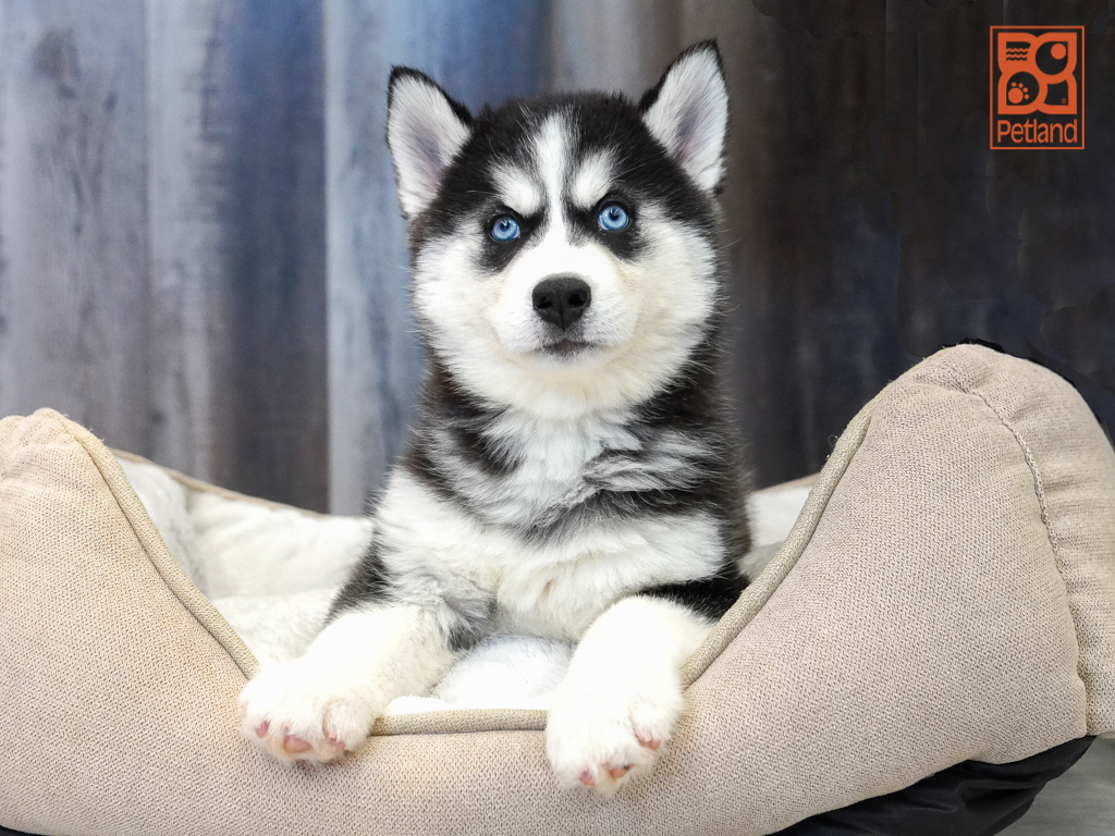 Siberian Husky Image #1