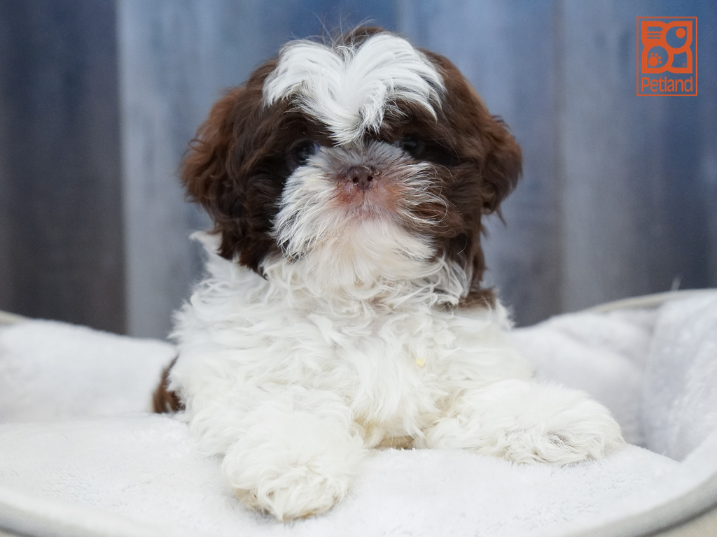 Shih Tzu Image #1