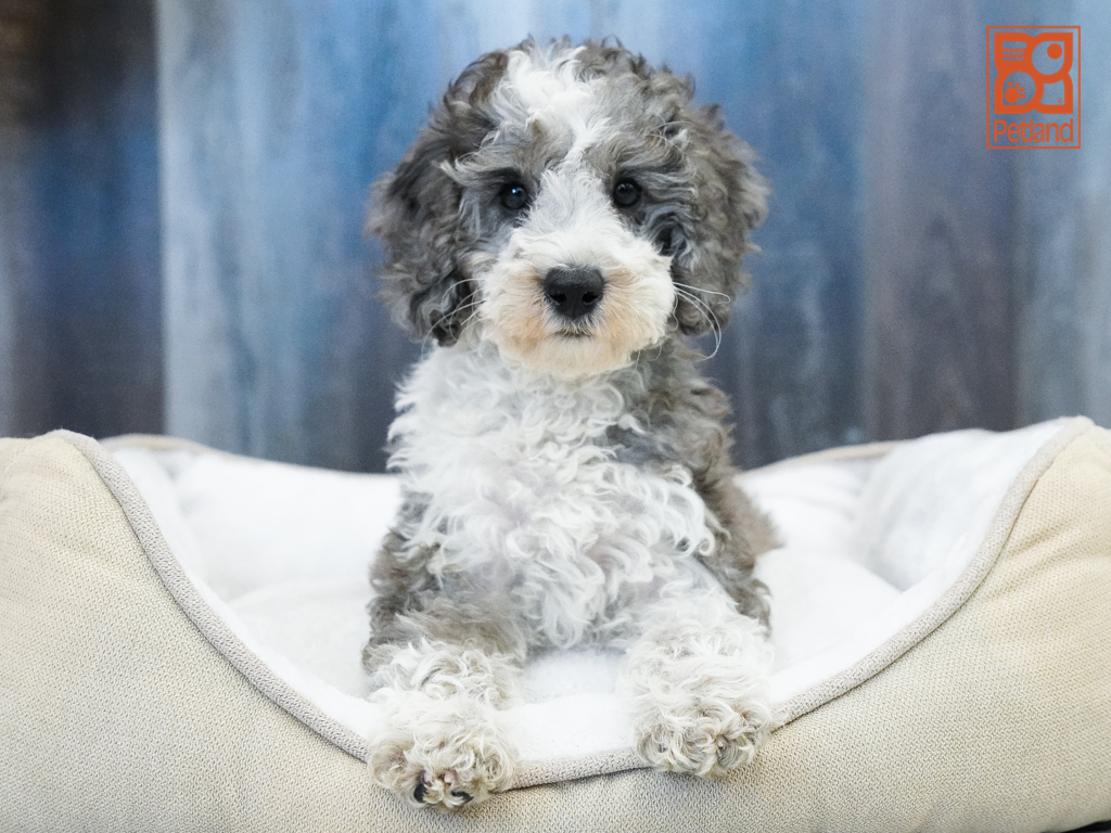 Mini Bernedoodle 2nd Gen Image #1