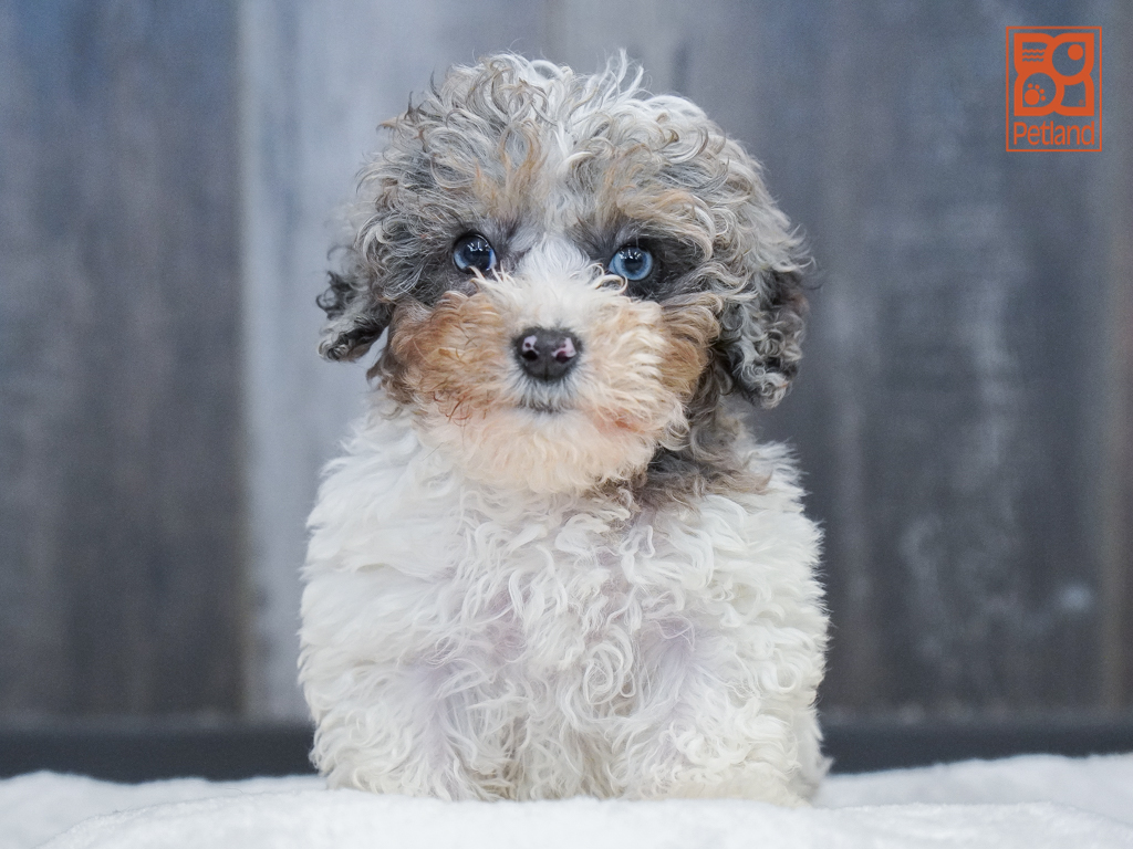 Cockapoo 2nd Gen Image #1