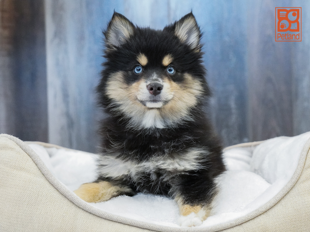 Pomsky Image #1