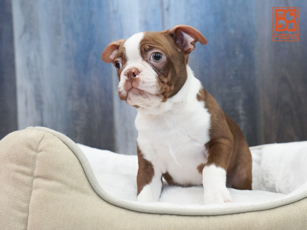 Boston Terrier Image #1