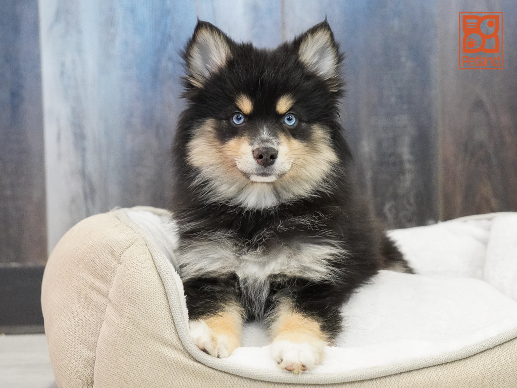 Pomsky Image #1