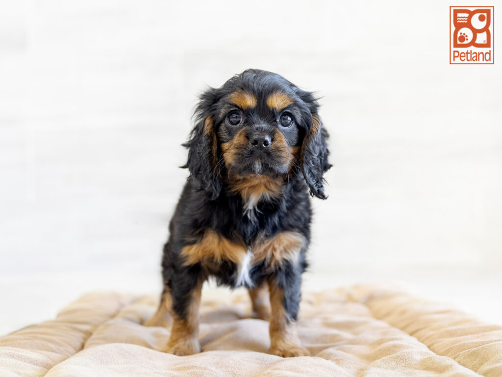 Cavalier King Charles Spaniel Image #1