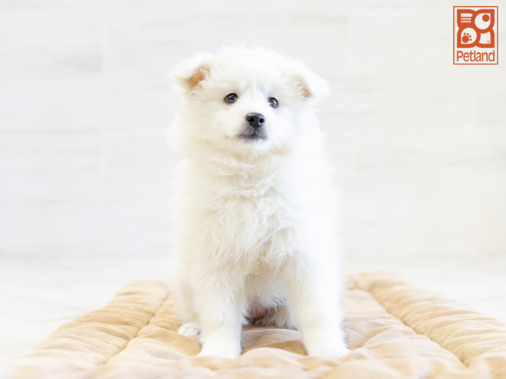American Eskimo Image #1