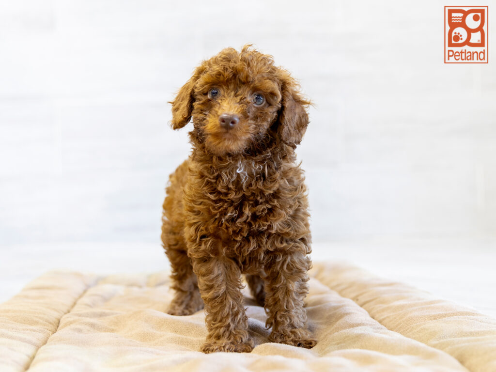 Poodle Image #1