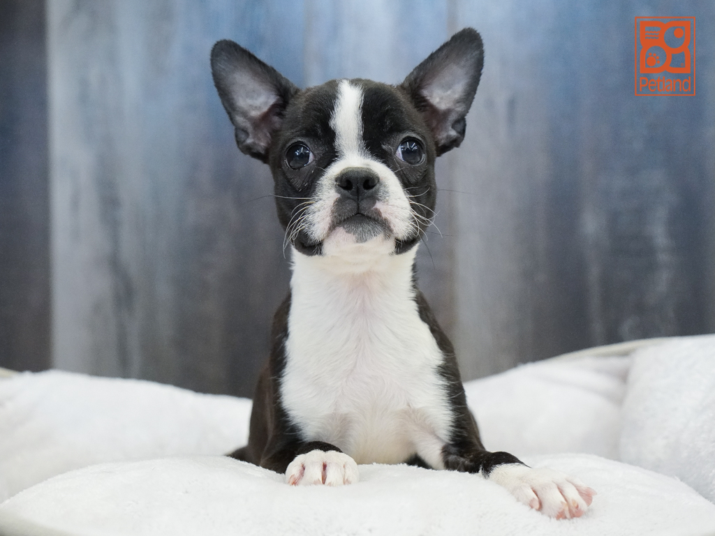 Boston Terrier Image #1