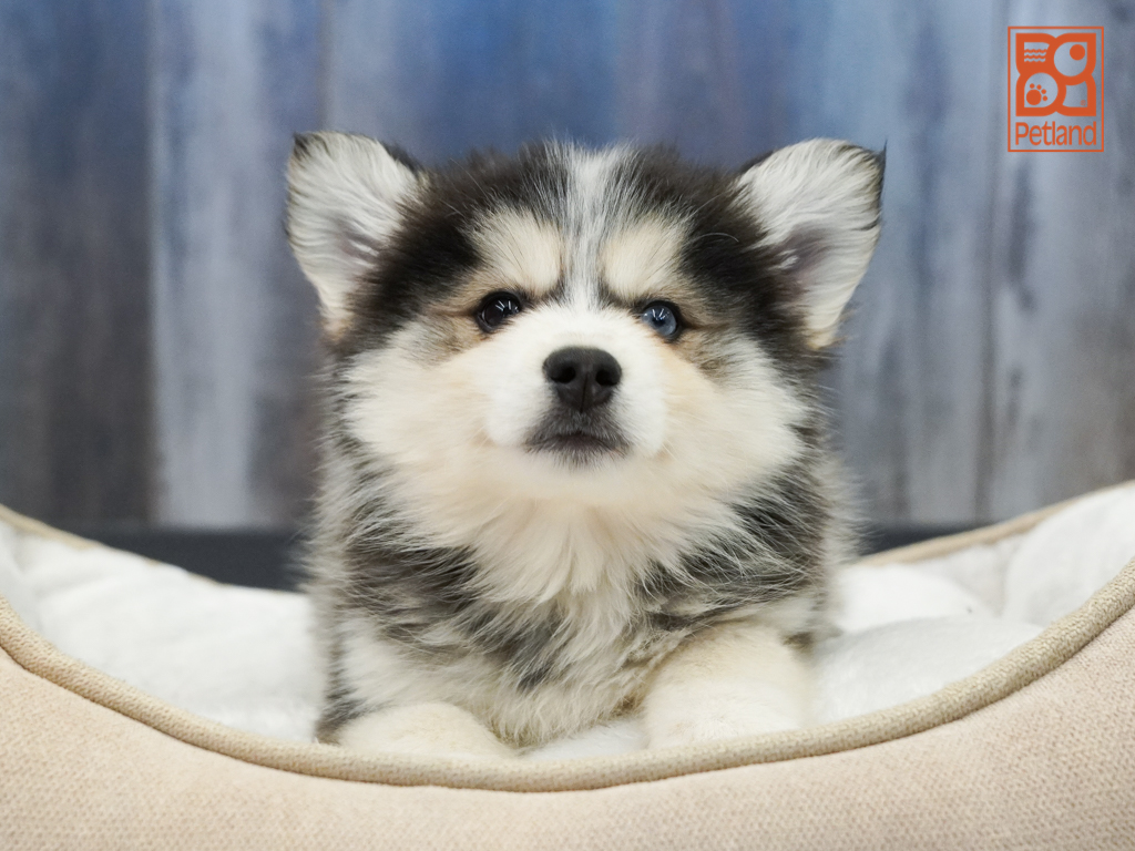Pomsky Image #1