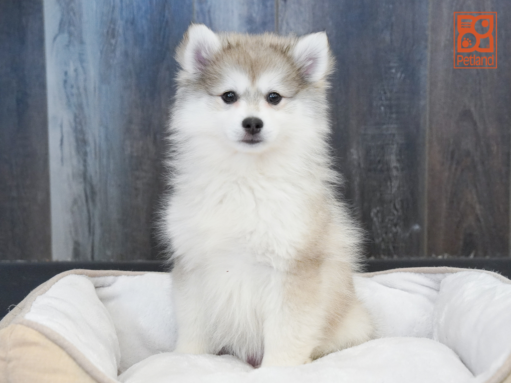 Pomsky Image #1