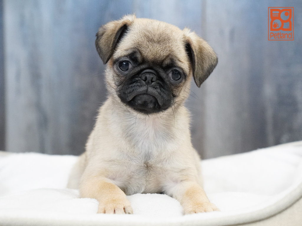 Pug Image #1