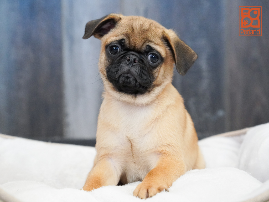 Pug Image #1