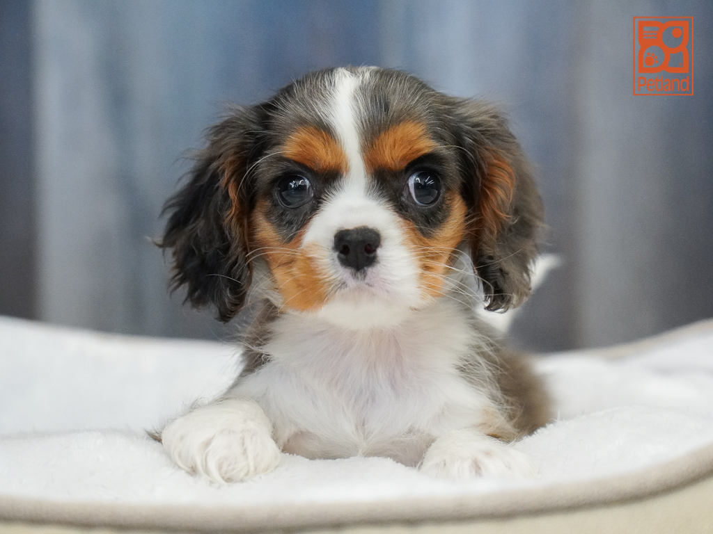 Cavalier King Charles Spaniel Image #1