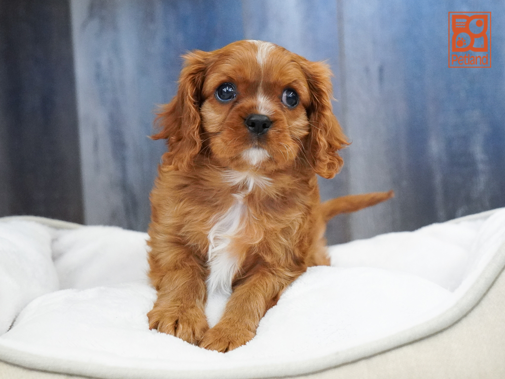 Cavalier King Charles Spaniel Image #1