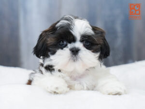 Shih Tzu