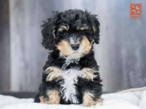 Mini Bernadoodle 2nd Gen