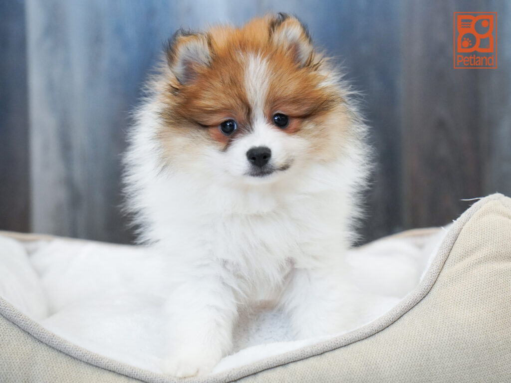 Pomeranian Image #1