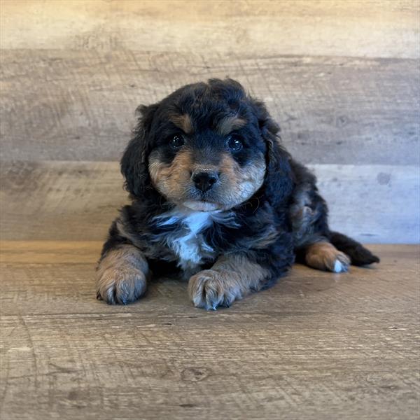 Mini Bernadoodle Image #1