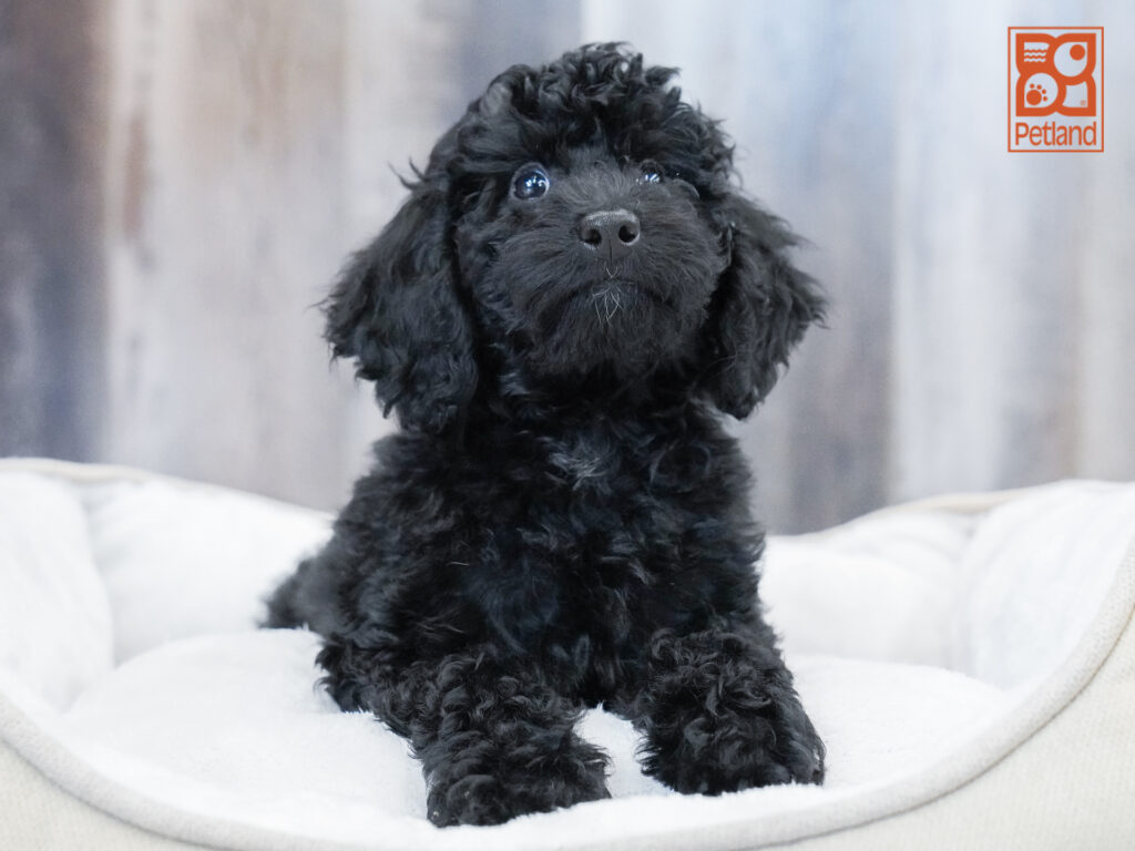 Poodle Image #1