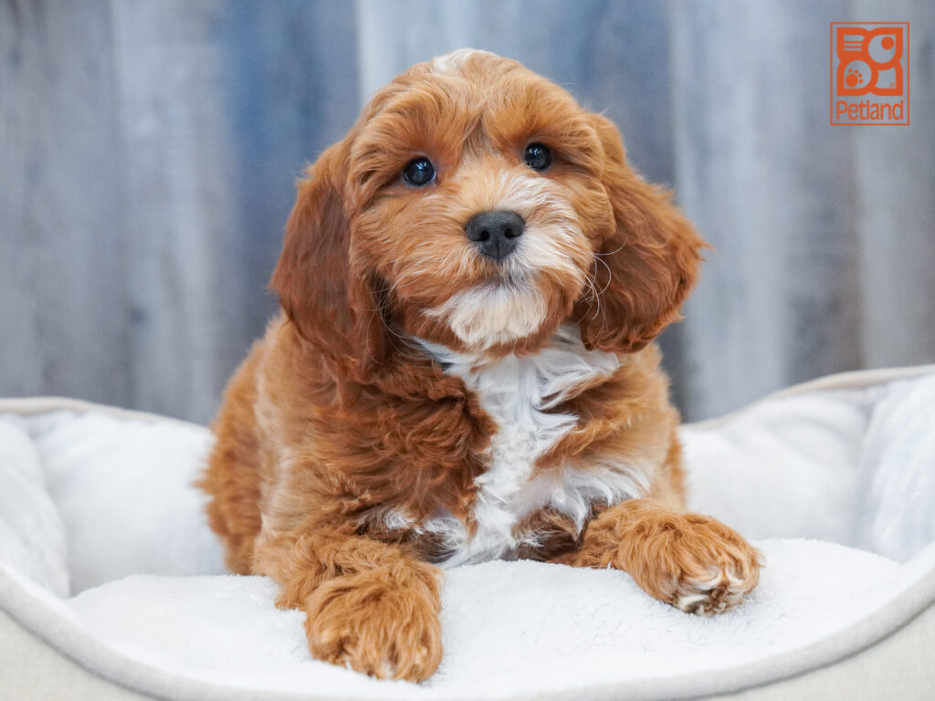 Mini Goldendoodle 2nd Gen Image #1