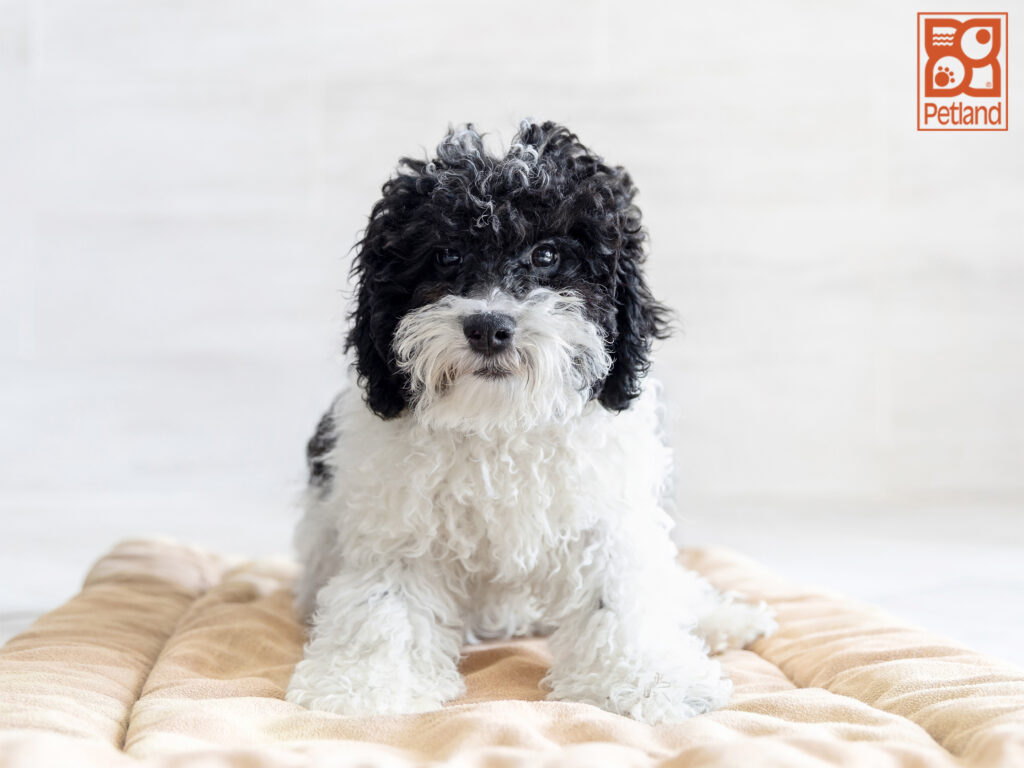 Poodle Image #1