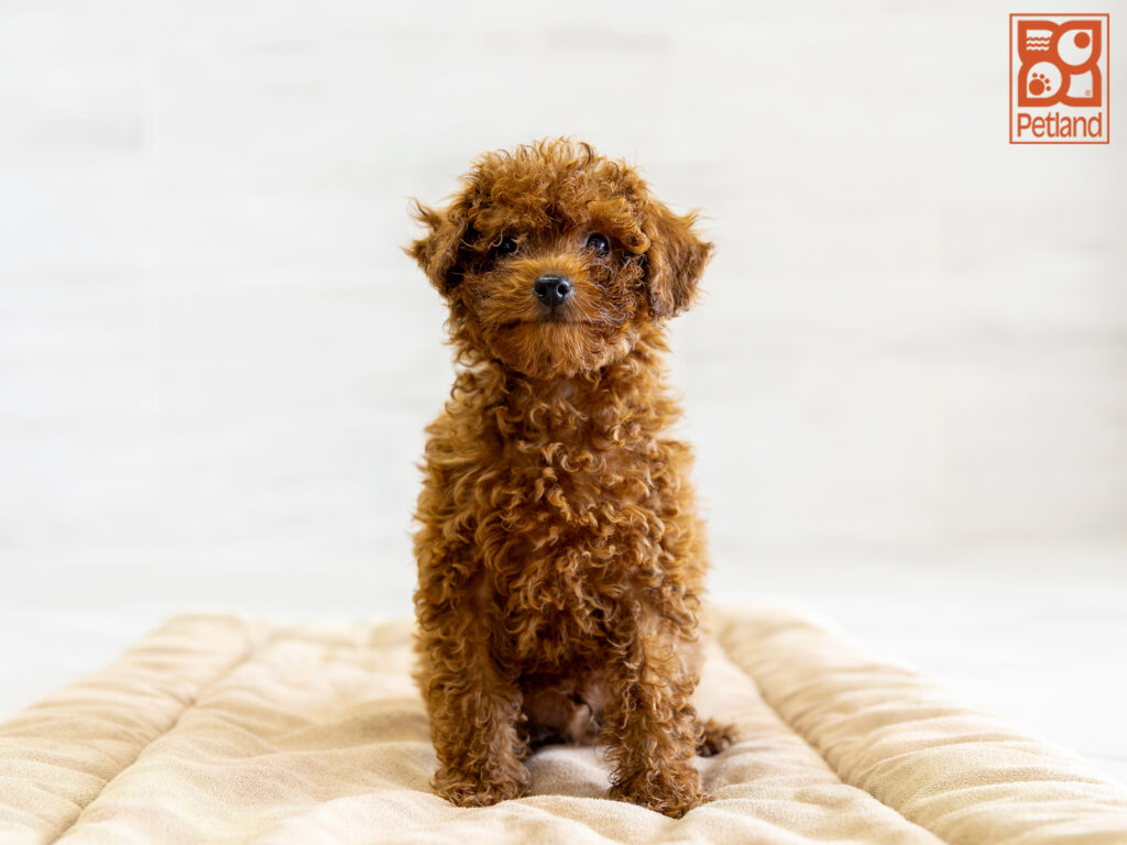 Poodle Image #1