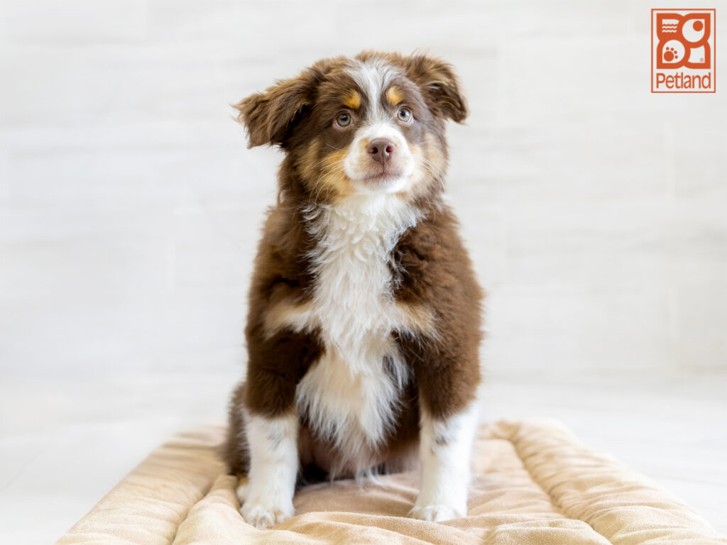 Australian Shepherd Image #1