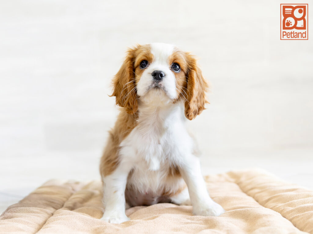 Cavalier King Charles Spaniel Image #1