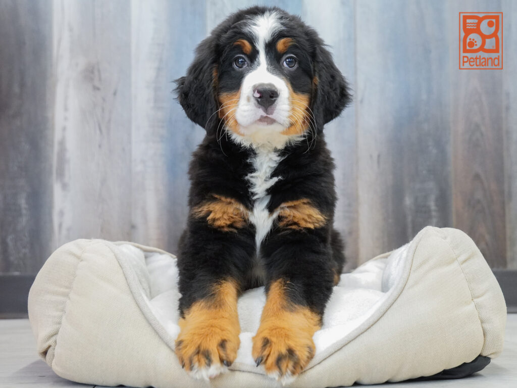 Bernese Mountain Dog Image #1