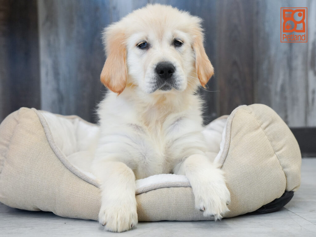 Golden Retriever Image #1