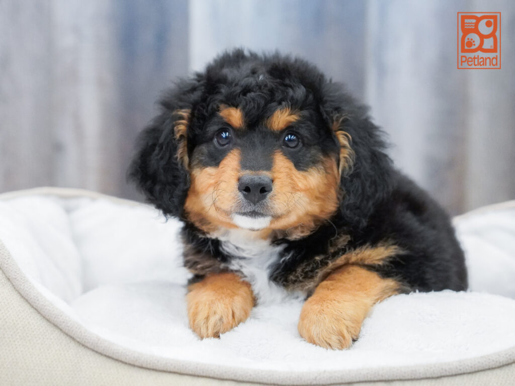 Mini Bernadoodle Image #1