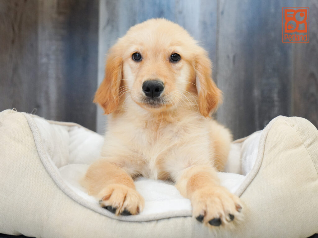 Golden Retriever Image #1