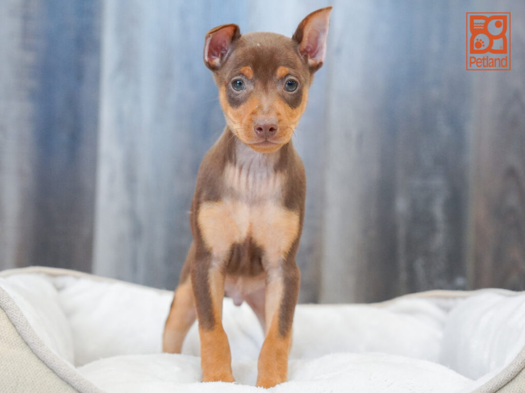 Miniature Pinscher Image #1