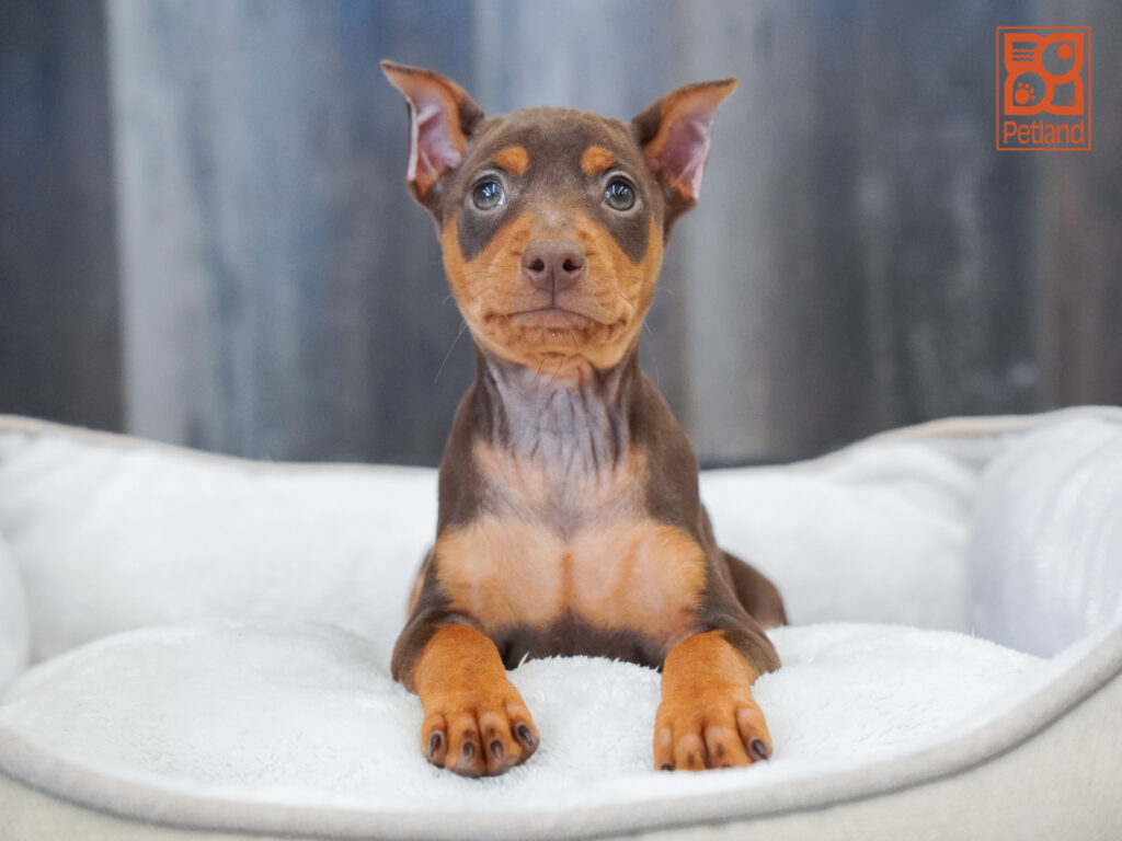 Miniature Pinscher Image #1