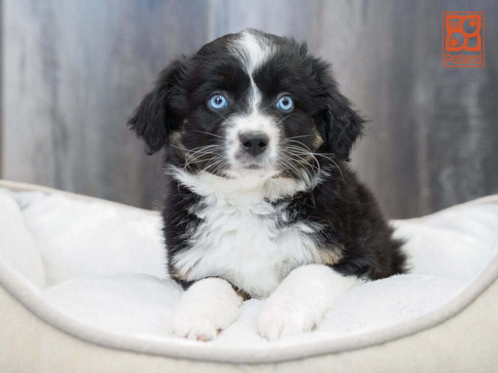 Australian Shepherd - 4340 Image #1