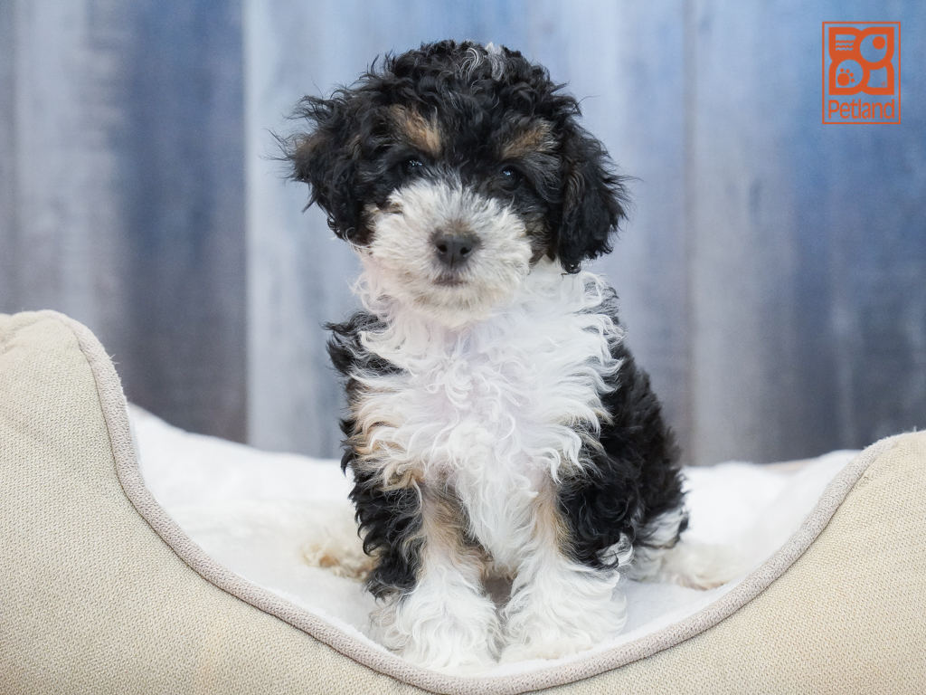 Poodle Image #1