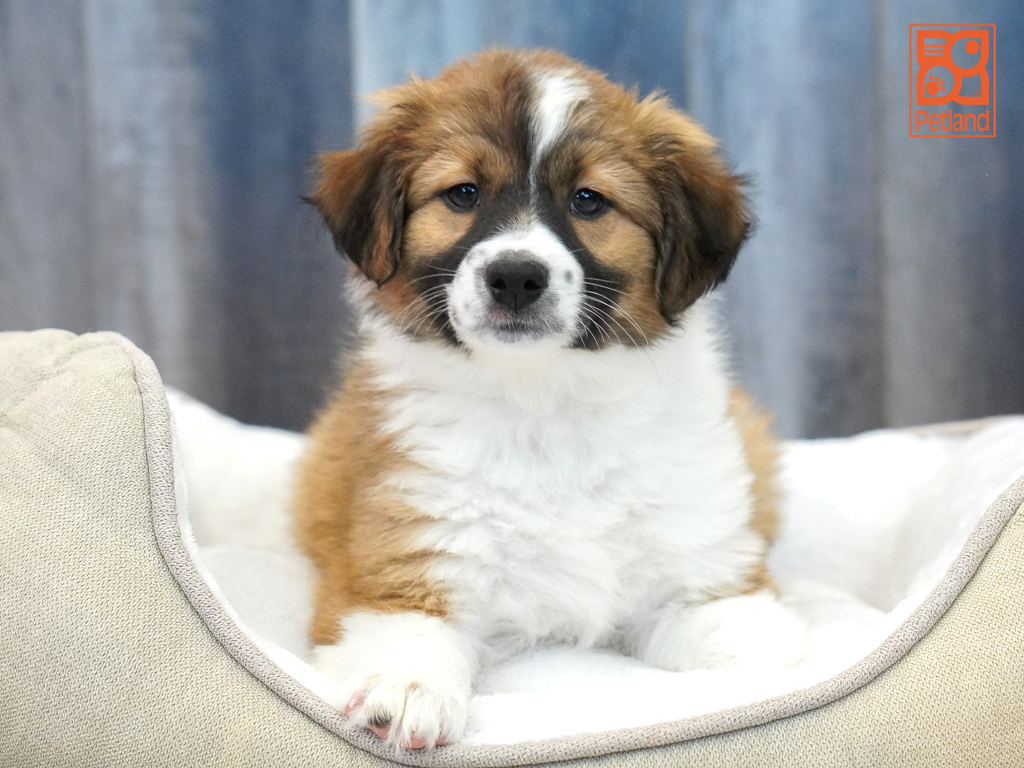 Aussiedoodle Image #1