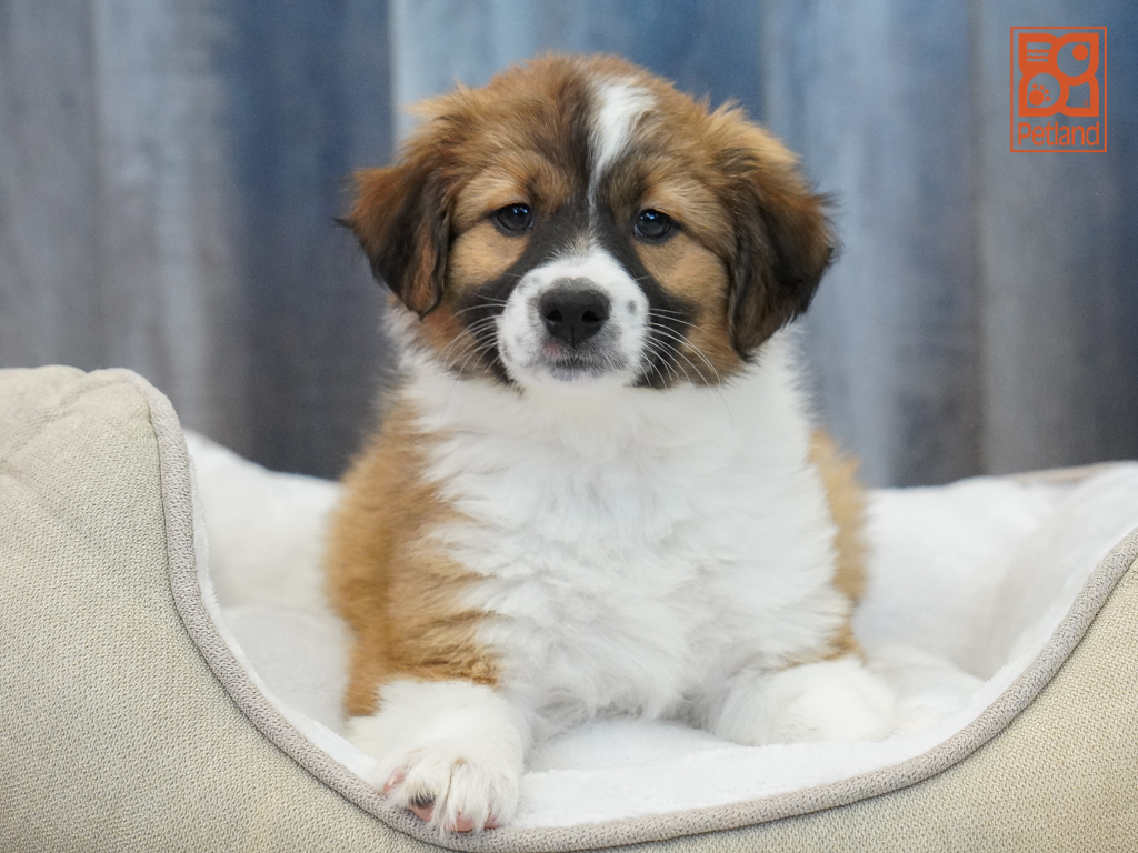 Aussiedoodle Image #1