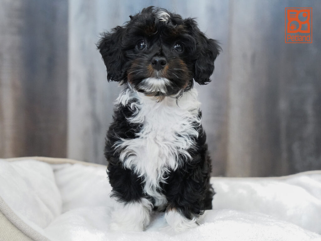 Mini  Bernedoodle 2nd Gen Image #1