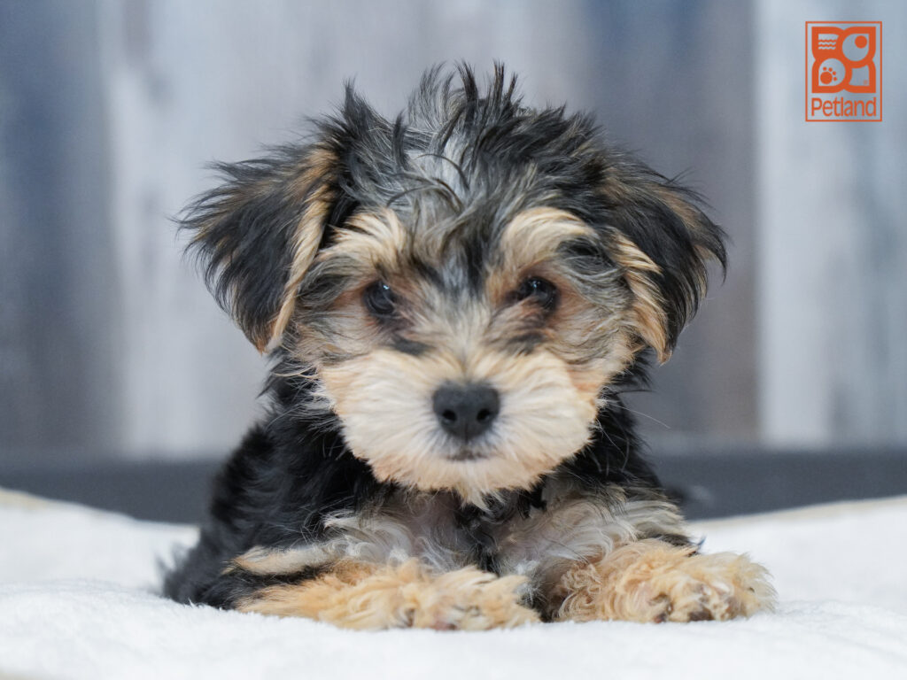 Yorkiepoo Image #1