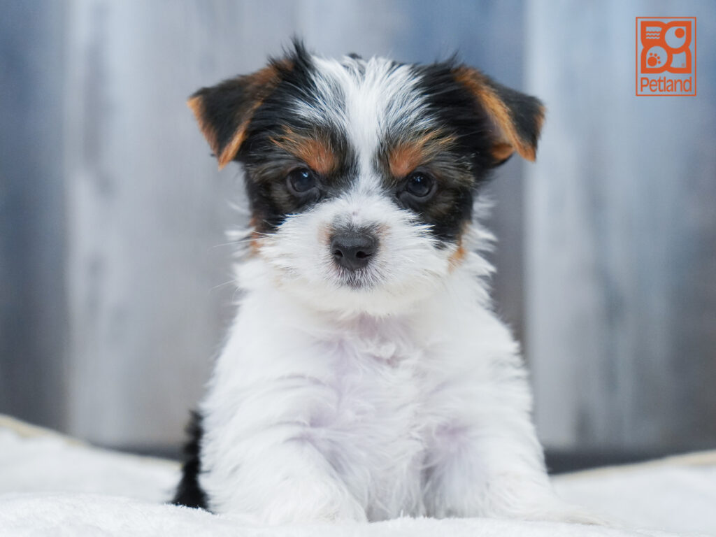 Yorkshire Terrier Image #1