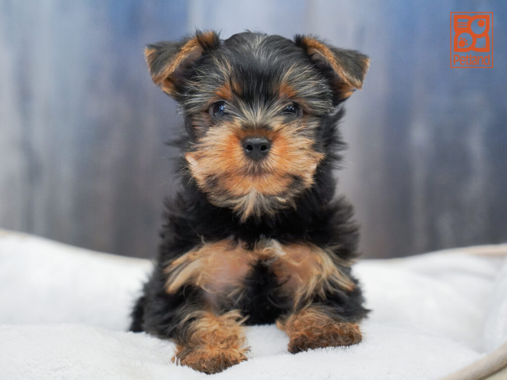 Yorkshire Terrier Image #1