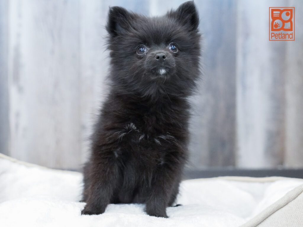 Pomeranian Image #1