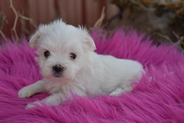 Maltese Image #1