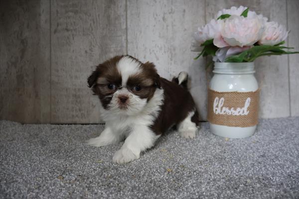Shih Tzu - 4320 Image #1