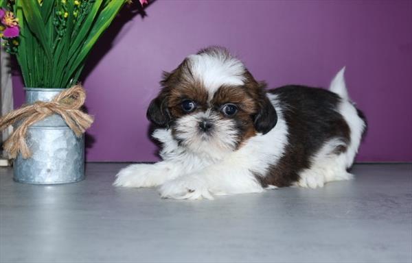 Shih Tzu Image #1