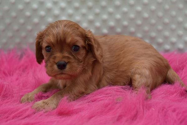 Cavalier King Charles Spaniel Image #1