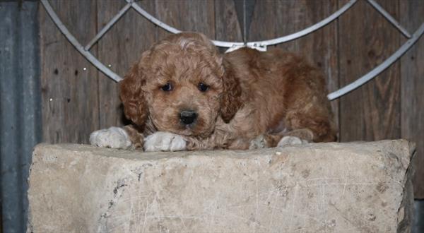 Goldendoodle Mini - 4324 Image #1