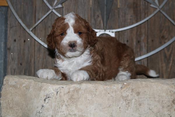 Goldendoodle Mini F1b - 4323 Image #1